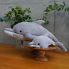  Sunlemon Fluffies Plushie S Dolphin 