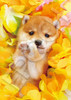  Epoch 04-301 Jigsaw Puzzle Floral Puppy (216 Small Pieces) 