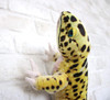  Taiyo Sangyo Wildography Leopard Gecko 