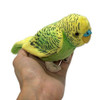  Taiyo Sangyo 100 + 1 Plush Budgerigar Green 