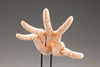 Kotobukiya ARTIST SUPPORT ITEM Hand Model/L -Pale Orange-