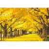 Beverly 300-105 Jigsaw Puzzle Ginkgo trees in Jingu Gaien (300 Pieces)