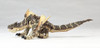 Kaiyodo (Union Creative) Vulcanlog 002 Monster Hunter Tigrex Subspecies Figure