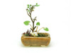  Platz BONN02 The Bonsai Corner Bowl Group Planting (Brown)1/12 Scale Finished Model 