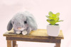 TAKE OFF Rabbit Maron Lop-Eared (Gray)