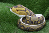 TAKE OFF Snake Series Snake Plush Toy Habu
