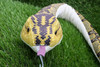 TAKE OFF Snake Series Snake Plush Toy Habu