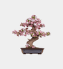 ROBOTIME DIY Miniature Kit Sakura Bonsai (263 Pieces)