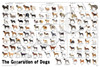 Epoch Jigsaw Puzzle A Dog's Family Tree 12-625 (1000 Pieces) 