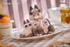 RIBOSE DLC Series Tea Time Cats Siamese Cat x Azuki Friendship Figure 