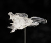 FREEing figma Dobkeratops Figure (R-TYPE) (Rerelease)
