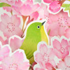  Sanrio Other Spring Cherry Blossoms And Japanese White Eye Message Card 654949 