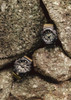  CASIO G-SHOCK Two-Tone Utility Colors GA-710TU-1A3JF Olive Green Mens 