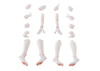  Aoshima KEMOPLA KO-02RKM Arm and Leg Parts Set 01 [Khao Manee Color] Plastic Model 