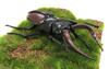 Fujimi Model Independent Research Series No 22 Living Creatures Edition Stag Beetle 2 Pack Non Scale Precolored