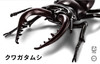 Fujimi Model Independent Research Series No 22 Living Creatures Edition Stag Beetle 2 Pack Non Scale Precolored