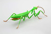 Fujimi Model Independent Study Series No 23 Living Creatures Giant Praying Mantis