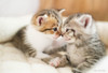 Jigsaw Puzzle - Made In Japan Nakayoshi Nyanko Friendly Kittens 03- Request Postcard (300 Pieces)