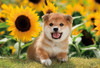 Jigsaw Puzzle - Made In Japan Beverly Sunflowers And Me (300 Pieces)