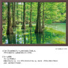 Jigsaw Puzzle - Japanese Scenery Mysterious Forest Bald Cypress Fukuoka Included S (1000 Pieces)
