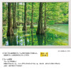 Jigsaw Puzzle - Japanese Scenery Mysterious Forest Bald Cypress Fukuoka Included S (1000 Pieces)
