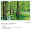 Jigsaw Puzzle - Japanese Scenery Mysterious Forest Bald Cypress Fukuoka Included S (1000 Pieces)