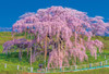 Jigsaw Puzzle - Japanese Scenery Miharu Takizakura In Full Bloom Fukushima 949 (300 Pieces)
