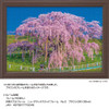 Jigsaw Puzzle - Japanese Scenery Miharu Takizakura In Full Bloom Fukushima 949 (300 Pieces)