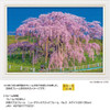 Jigsaw Puzzle - Japanese Scenery Miharu Takizakura In Full Bloom Fukushima 949 (300 Pieces)