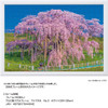 Jigsaw Puzzle - Japanese Scenery Miharu Takizakura In Full Bloom Fukushima 949 (300 Pieces)