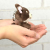 Entrex Nici BB Chihuahua