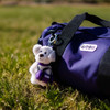 Entrex Nici Outdoorbb Golden Retriever