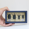 MP11-07 Japamini Insect Specimens Non Scale