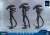 Hot Toys Movie Masterpiece 1/6 Fully Poseable Figure: Aliens - Alien Warrior (2.0)
