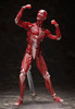 FREEing Figma Human Anatomical Model Body B+ Box B
