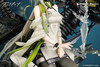 Myethos 1/7 Arknights Kal'tsit Esperanta