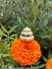  DIG Pripla Poop Club Vol.1 Plastic Model(Released) 