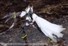  Kotobukiya M.S.G Dress Up Parts: Side Cloak White Ver. 