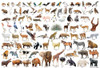 Beverly Jigsaw Puzzle Animal Collection (300 Pieces) 