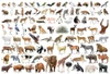 Beverly Jigsaw Puzzle Animal Collection (1000 Pieces) 