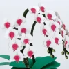 Kawada PS-22 Paper Nano 360 Phalaenopsis Orchid
