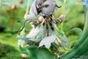 Tokyo Figure APEX Genshin Impact Nahida Physic of Purity Ver. 1/7 Scale Figure
