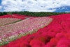 Epoch Jigsaw Puzzle 25-152 Kochia and Cosmos Ibaraki Japan (300 Pieces)