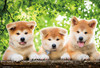 Beverly Jigsaw Puzzle P33-161 Pet Active Akita-inu Dogs (300 Pieces)