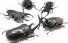 F-toys insect Hunter Rhinoceros Beetle x Stag Beetle 1 BOX 10 pcs. Set