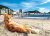 Epoch Jigsaw Puzzle 03-052 Mitsuaki Iwago's Cat Puzzle King of the Beach (108 Pieces)