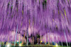 Epoch Jigsaw Puzzle 10-806 Ashikaga Big Wisteria Floribunda Tochigi (1000 Pieces)