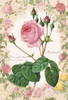 Epoch Jigsaw Puzzle 26-321 Redoute Rose Story Flower (300 Pieces)