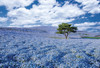Apollo-sha Jigsaw Puzzle 48-635 Japanese Scenery Hitachi Seaside Park(300 Pieces