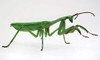 Fujimi 170824 Living Thing Series No.23 Tenodera Aridifolia (Japanese Giant Mantis)
